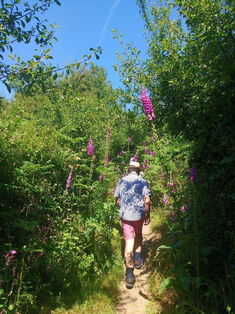 Walking in Wales, Foxglove season